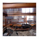 Obrazky z Moskvy III: Muzeum