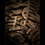  ZLATÉ KAPRADÍ ( ...pro A.S.... )