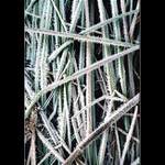 <b>Travička zelená,to je...<hR></b>(...vzpomínky...)<br><b>