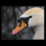 <b>... Labuť ...</b><br>
