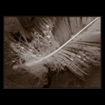 <b>... Pierko...</b><br>