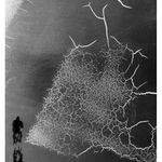 Súčasnosť III. - bujnenie