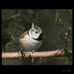 Sýkora parukářka.