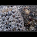 <b>ooo.BuBlinky.ooo</b>