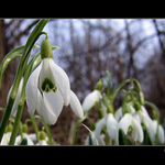 .: Jarné kvietky :.