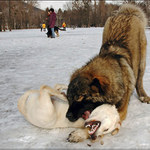 'Vrazda' - Na cvicaku je fajn #2