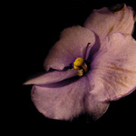 Fialka