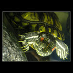 ...mám hlad a ostré drápky...