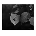 vzpomínka na podzim