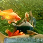 Ribí, rací a ribnýček