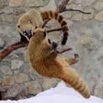 Osmák Degu útočí