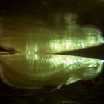 slunce, seno, jahody