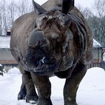 Pekary páskovaný na podzim