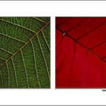 = Structure of Plant =