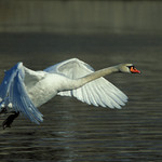 Přistávající labuť