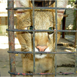 Co se v ZOO nevidí...