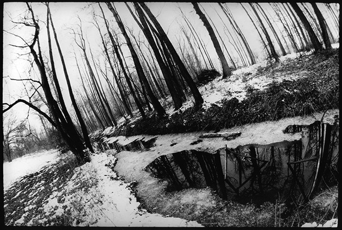 Pohádky z Divného Lesa #3