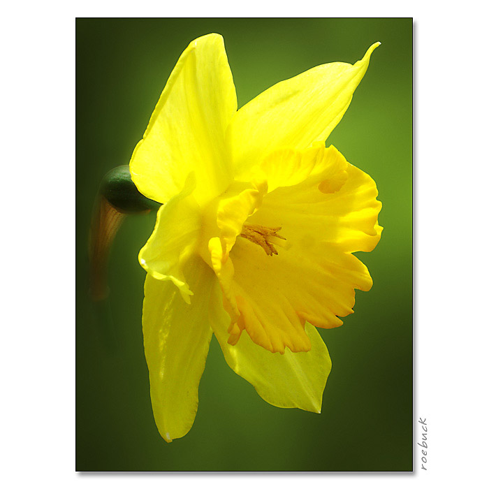 narcis