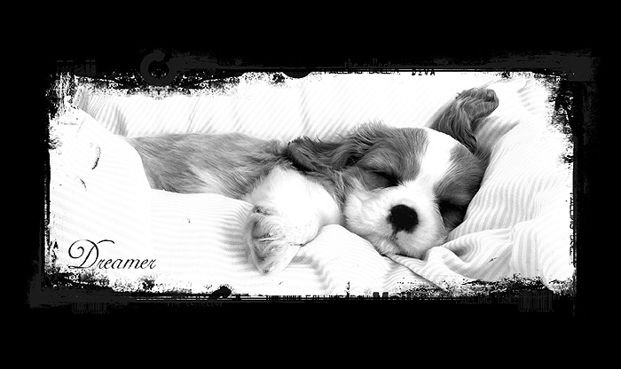 ... : Dreamer :...