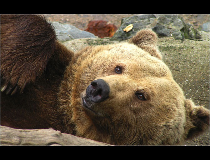 Pane, pojďte si hrát!