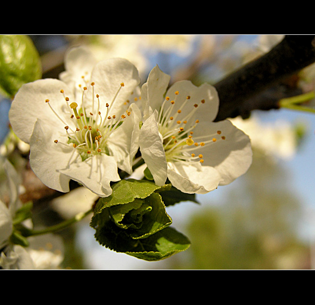  - - - primavera - - -
