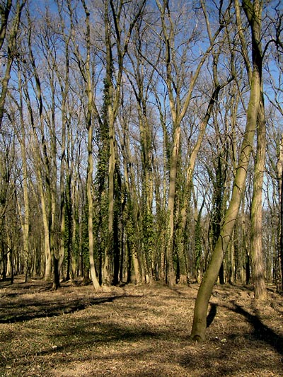 - park grófa Andrassyho -