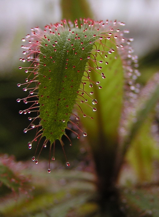 Masožravá Drosera adelae