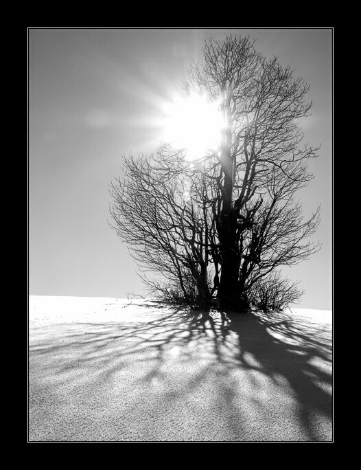 .:SHADOW:.