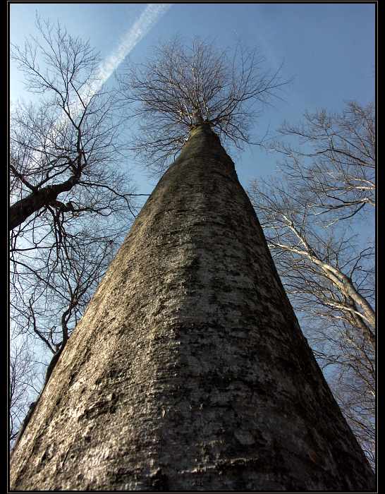 Baobab