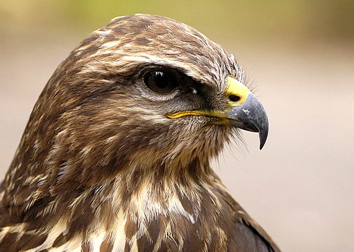 ptasek