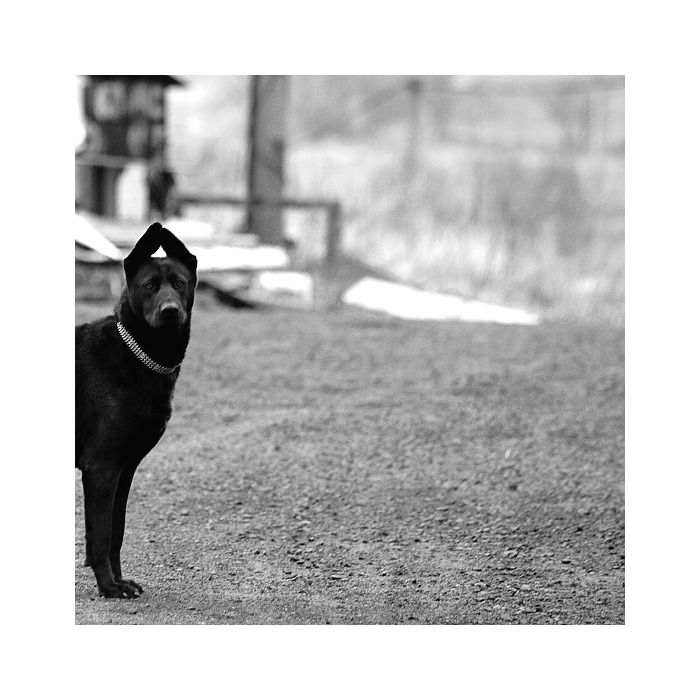 amores perros