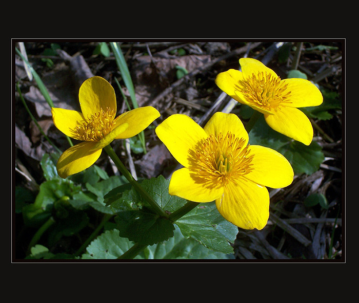 Caltha palustris - blatouch bahenní