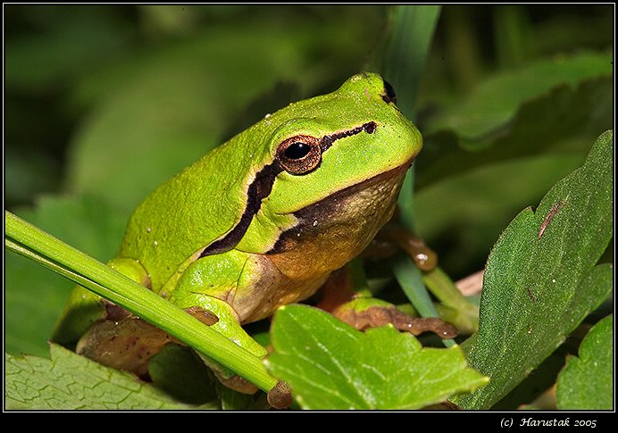 Common Tree Frog (Hyla arborea) [rosnicka zelena]