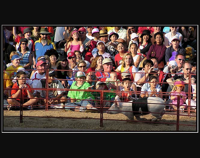 pig race