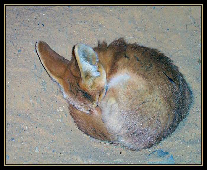 odpolední siesta (fenek)