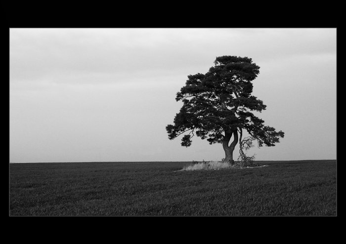 V prostred pole