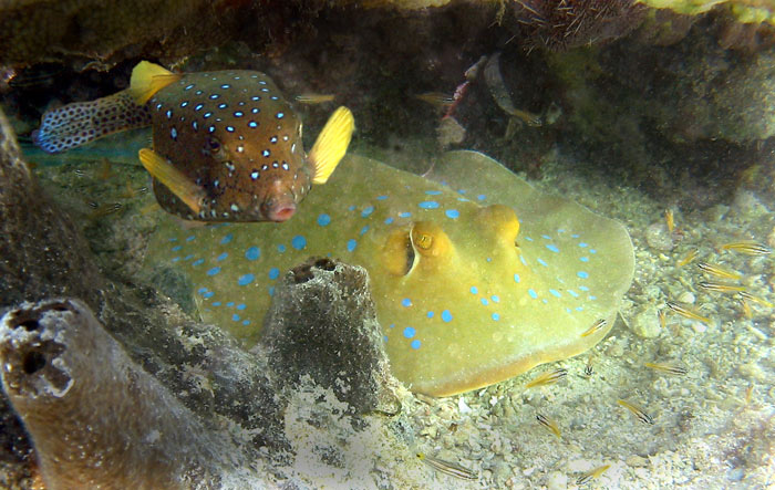 neotravuj - máme siestu