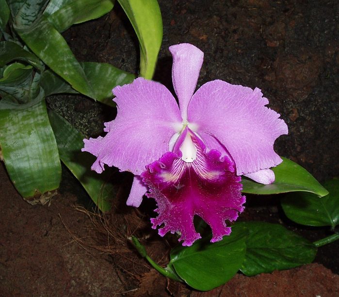 Orchidej