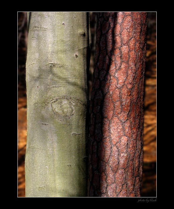 Dřevění bratranci