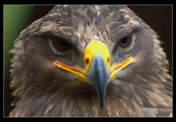 ..dáme si do zobáku, nebo ne?..