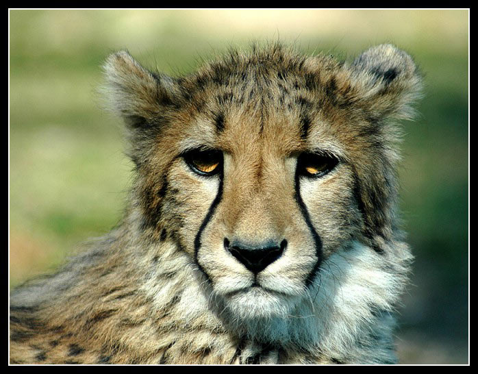 \"kočka , která pláče \"