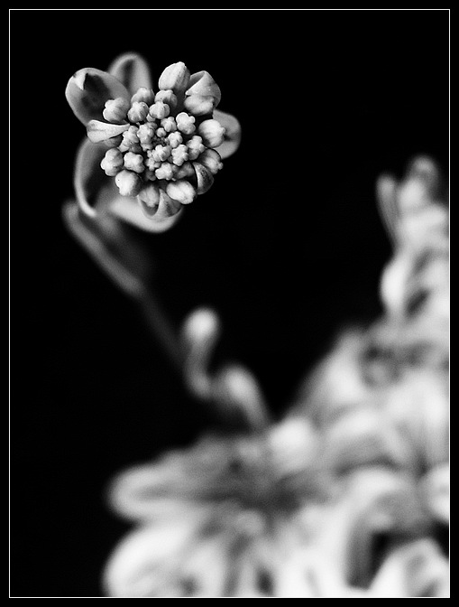 sonda