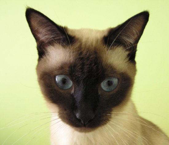 siamka