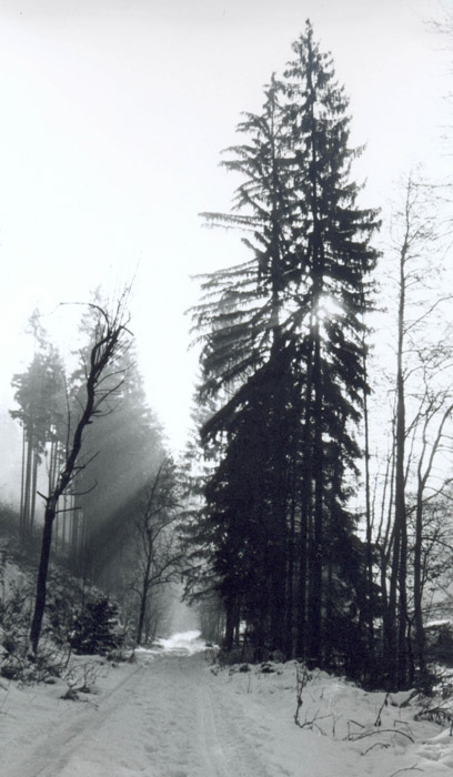 zimní