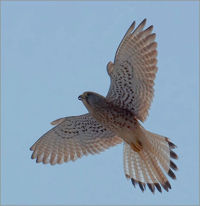 Falco tinnunculus