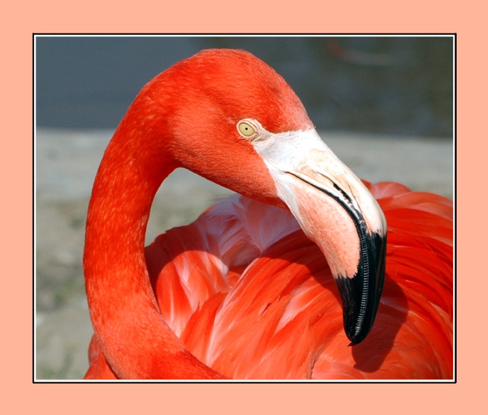 <font color=#FF5400><b>Ostravský plameňák<br>