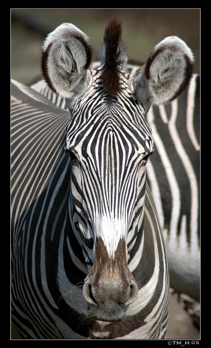 <b><font color=#666666>Závidíš mi ty pruhy, nebo proč na mě tak koukáš?<br>