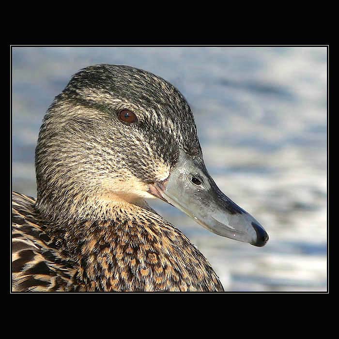 ...portret...
