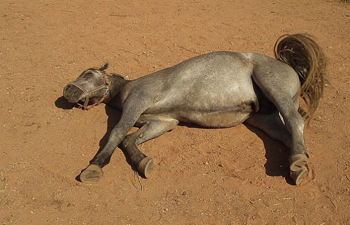 ty vole, to sem se zas přežral........