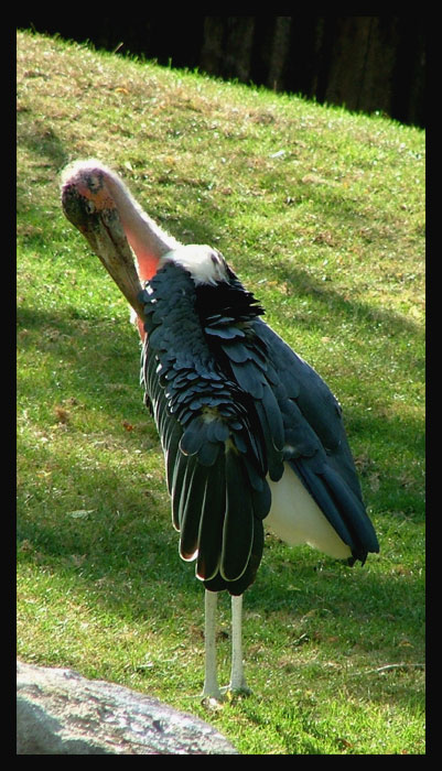 marabu africký